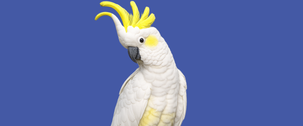 Aves