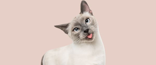 Gato
