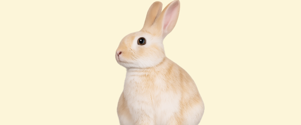 Pequeñas Mascotas