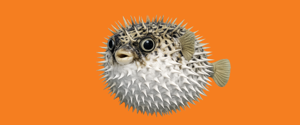 Peces