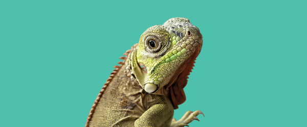 Reptiles y Vida Silvestre