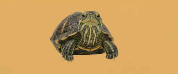 Tortuga