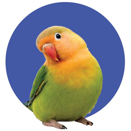 Aves
