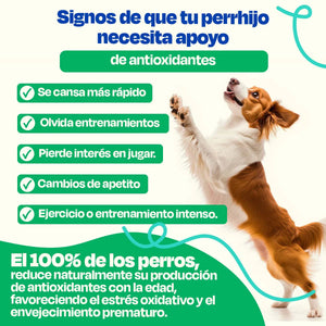SUPLEMENTO ANTIOXIDANTES PARA MASCOTAS 270GR DOGELTHY