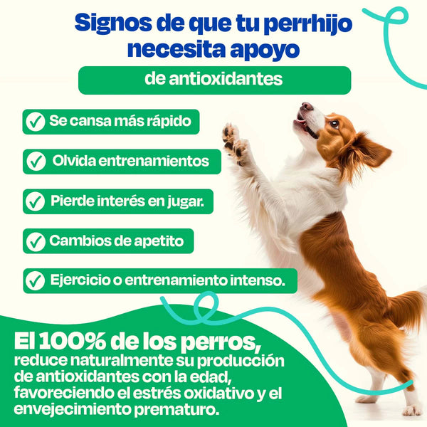 SUPLEMENTO ANTIOXIDANTES PARA MASCOTAS 270GR DOGELTHY