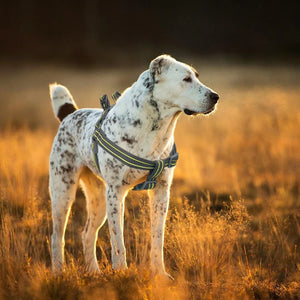 ARNES PARA PERRO TEJIDO MODELO SOLAR DOCO