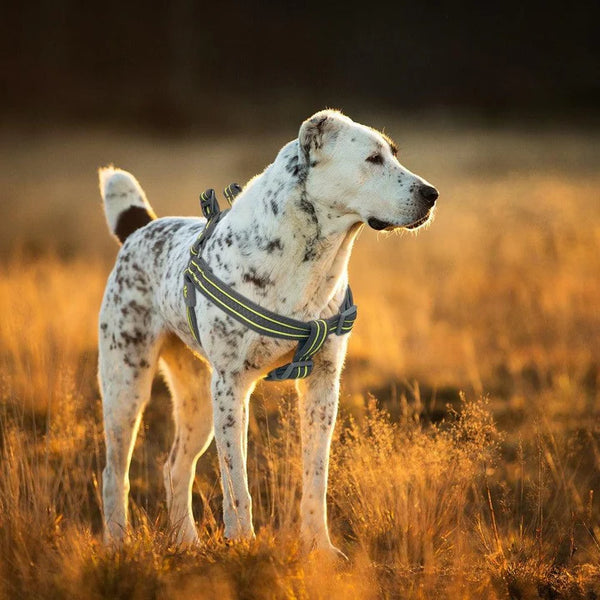 ARNES PARA PERRO TEJIDO MODELO SOLAR DOCO