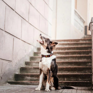 COLLAR ESTAMPADO PARA PERRO DOCO