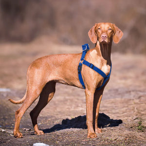 ARNES PARRA PERRO AJUSTABLE ANTIJALONES DOCO