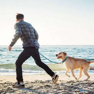 DOCO VARIO Reflective Heavy-Duty Nylon Leash