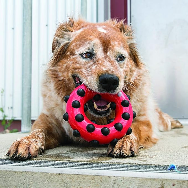 KONG Dotz Circle Chew Toy Large