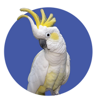 Aves