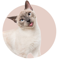 Gato