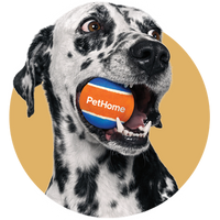 Perro