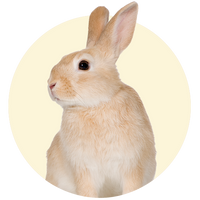 Pequeñas mascotas