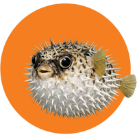 Peces