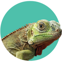 Reptiles