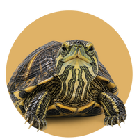 Tortuga