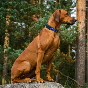 ATHLETICA DOCO ULTRA LIGHTWEIGHT DOG COLLAR