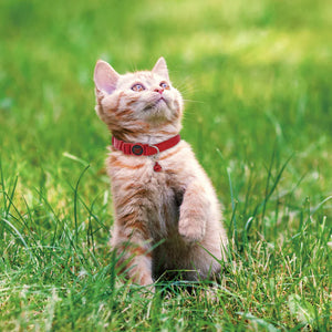 COLLAR PARA GATO DE NYLON ULTRALIGERO DOCO