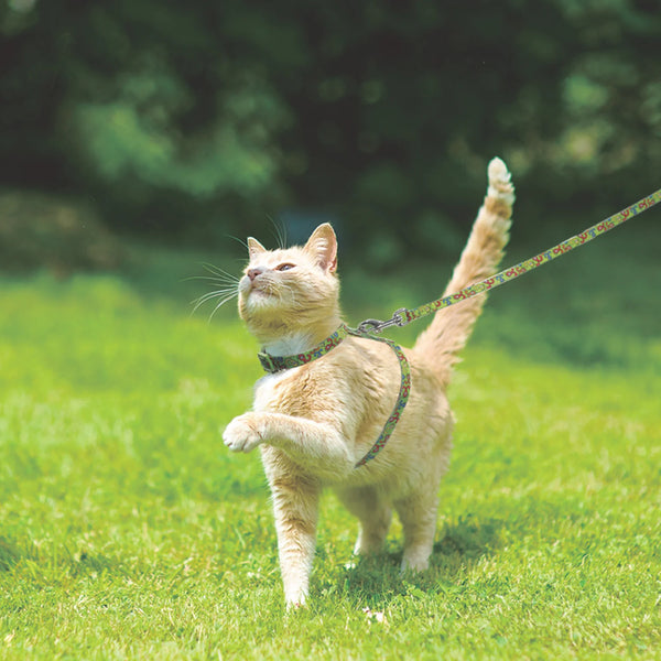 COMBO ARNES Y CORREA ESTAMPADOS PARA GATO DOCO
