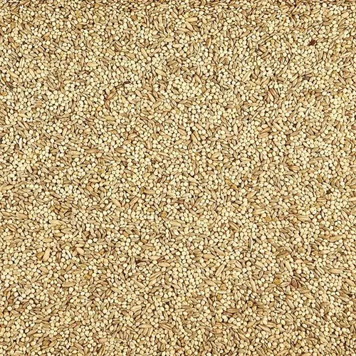 ALIMENTO PARA AVES SUPREME PERIQUITO KAYTEE