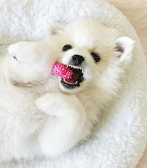 NYLABONE PINK BONE DENTAL TOY