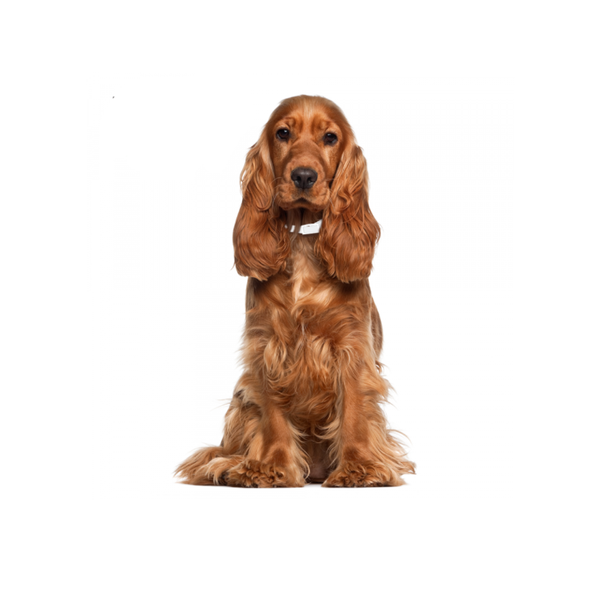 COLLAR ANTIPULGAS PARA RAZAS MEDIANAS (51 CM) FANCY PETS
