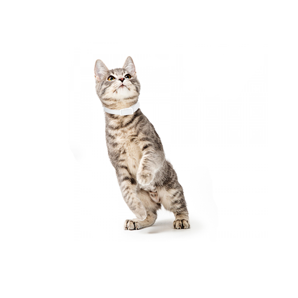 COLLAR ANTIPULGAS PARA GATO (39 CM) FANCY PETS