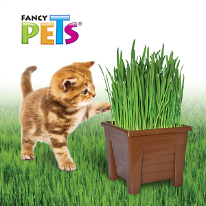 FANCY PETS NATURAL CAT GRASS