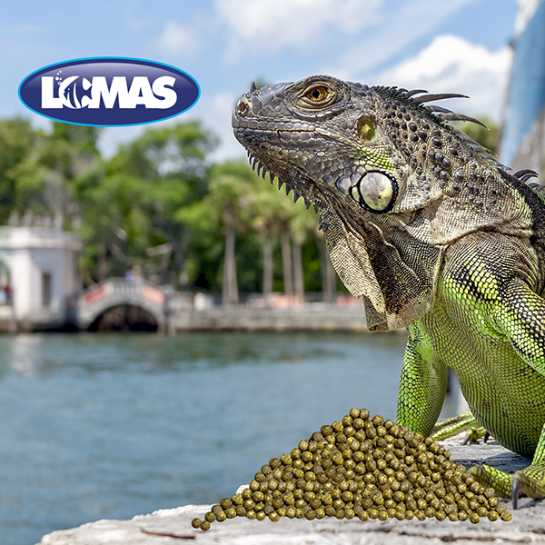 ALIMENTO PARA IGUANA JUVENIL 350 G LOMAS