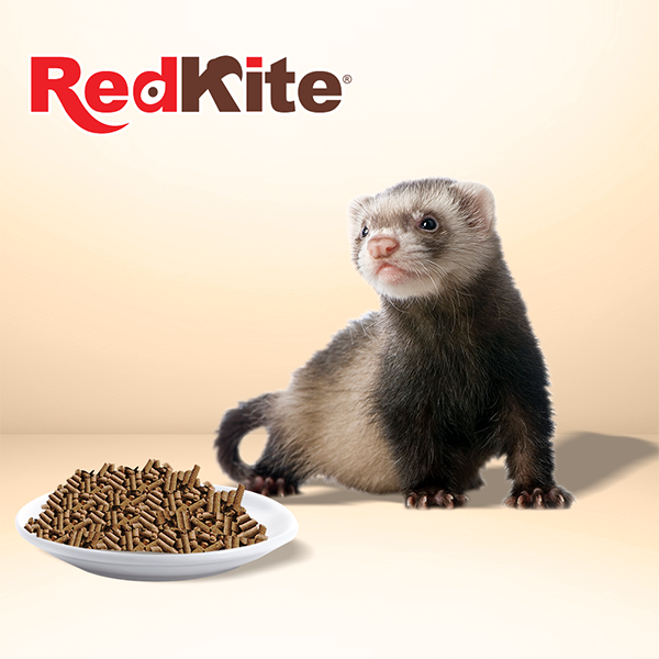 ALIMENTO PREMIUM PARA HURON 850 G FANCY PETS