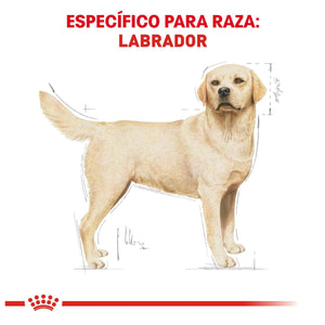 ALIMENTO SECO PARA PERRO RAZA LABRADOR 7.7KG ROYAL CANIN