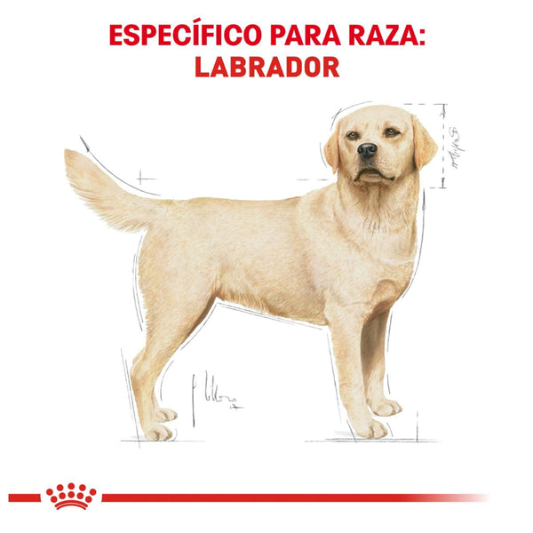 ALIMENTO SECO PARA PERRO RAZA LABRADOR 7.7KG ROYAL CANIN