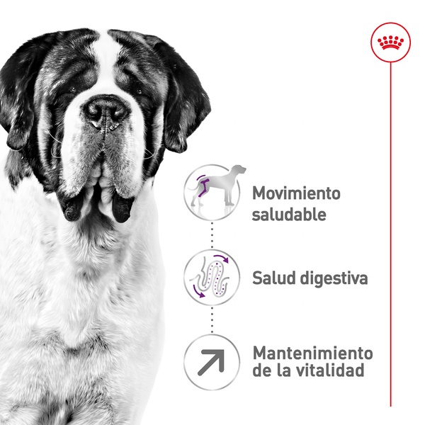 ALIMENTO SECO PARA PERRO GIANT ADULT 13.6KG ROYAL CANIN