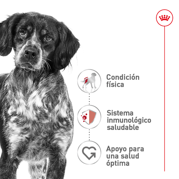 ALIMENTO SECO PARA PERRO ADULTO RAZA MEDIANA 1.82 KG ROYAL CANIN