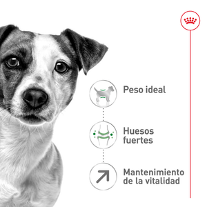ALIMENTO SECO PARA PERROS RAZAS PEQUEÑAS SENIOR 1.1 KG ROYAL CANIN