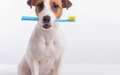 Cuidado Dental en Perros: Recomendaciones Esenciales