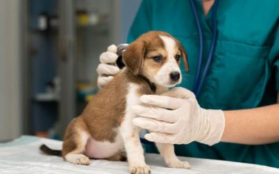 La Importancia de la Vacunación en Cachorros